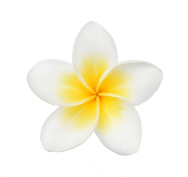 Beyaz arkaplanda izole Frangipani çiçeği