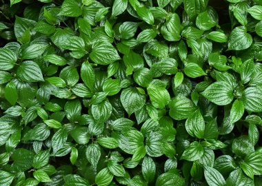 Backgrond üzerinde Wildbetalleafbush