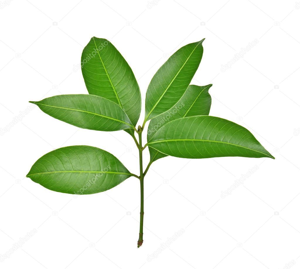 Mango leaf on white background