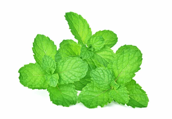 Mint Daun Herbal Terisolasi Latar Belakang Putih — Stok Foto