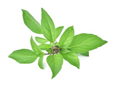 Fesleğen yaprakları beyaz arkaplanda izole.