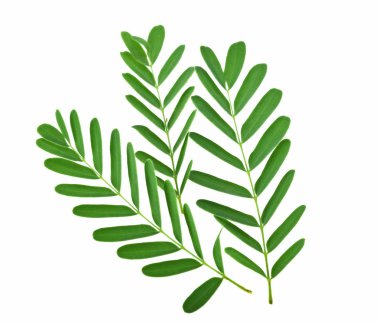 Beyaz arka plan üzerinde izole demirhindi yaprak