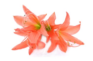 Beyaz arka plan üzerinde hippeastrum