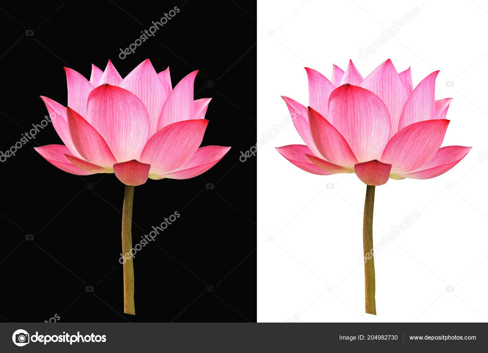 Fleur Lotus Sur Fond Noir Blanc Photographie Krongkrang26