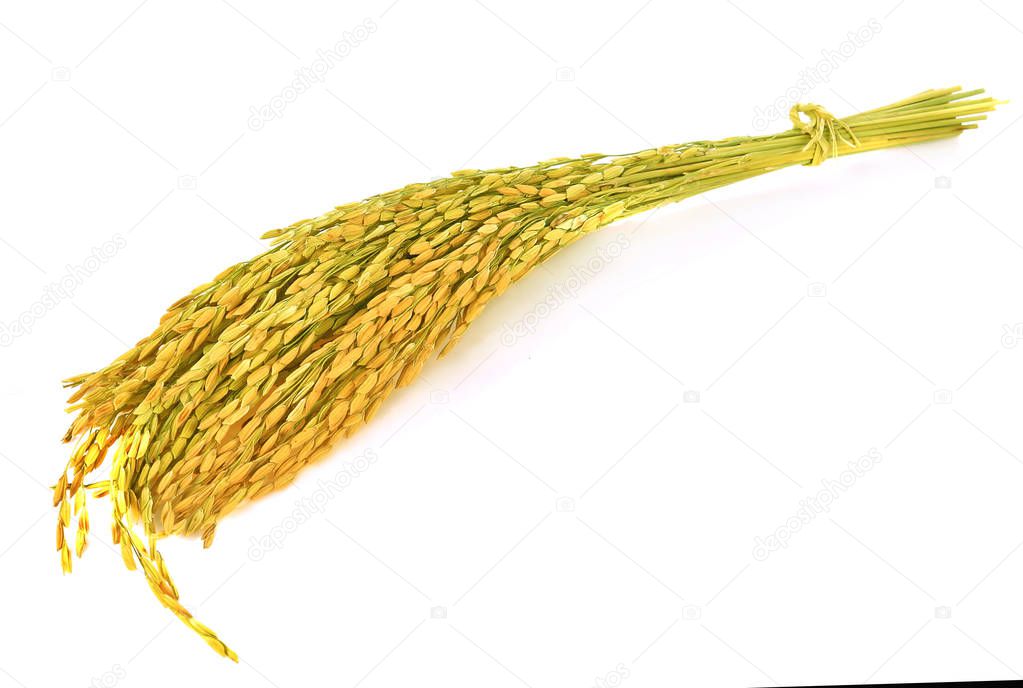 ear of rice  on white background