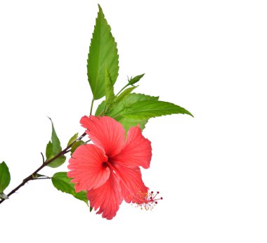 Beyaz arkaplanda kırmızı amber izole edildi