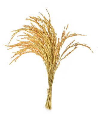 Beyaz arka planda pirinç kulağı