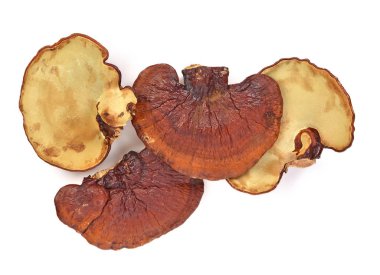 Beyaz arka plan üzerinde izole Ganoderma Lucidium üstten görünüm.