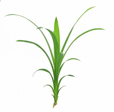 Beyaz arka plan üzerinde izole pandan yaprakları