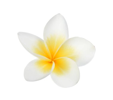 Beyaz arkaplanda izole Frangipani çiçeği