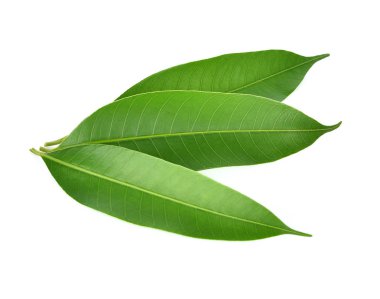 Mango yaprakları beyaz arkaplanda