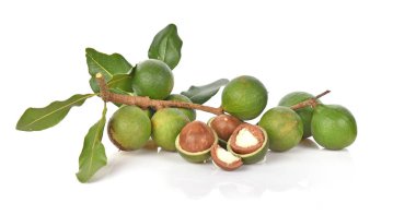 Beyaz arka planda Macadamia fındıkları