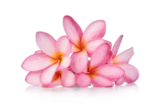 Beyaz Arkaplanda Izole Frangipani Çiçeği — Stok fotoğraf