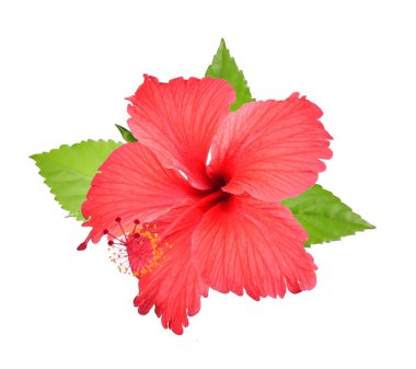 Beyaz arkaplanda kırmızı amber izole edildi