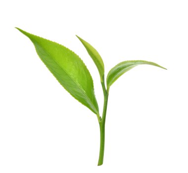 Beyaz arkaplanda yeşil çay yaprağı izole