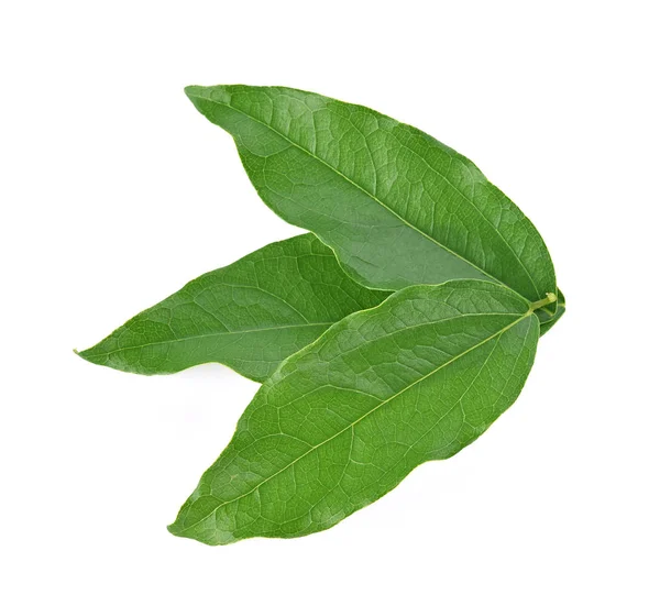 Beyaz arka plan üzerinde izole Yanang yaprak üstten görünüm 
