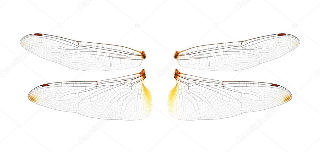 Dragonfly wings on  white background