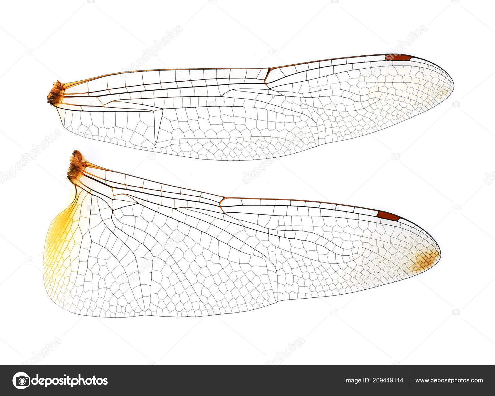Get Dragonfly Wings White Background Stock Photo C Krongkrang26 HD Wallpaper Dragonfly Wings White Background Stock Photo C Krongkrang26 For Android