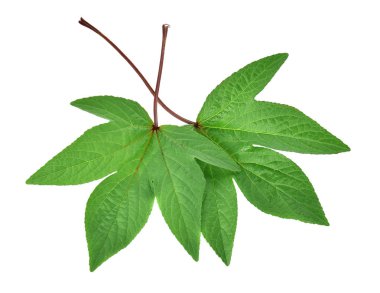 Roselle yaprakları beyaz arka plan üzerinde 