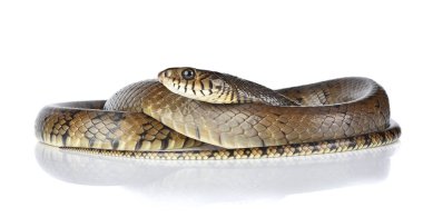 Yılan beyaz arkaplanda izole edildi