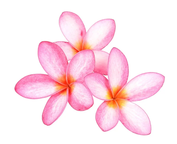 Beyaz Arkaplanda Frangipani Çiçeği — Stok fotoğraf