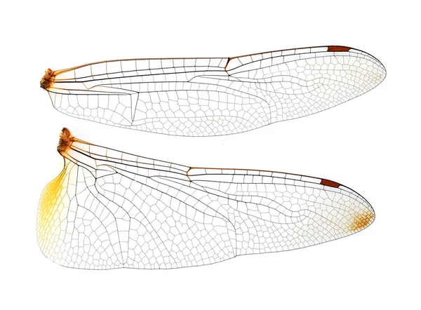 Libellenflügel Auf Weißem Hintergrund — Stockfoto