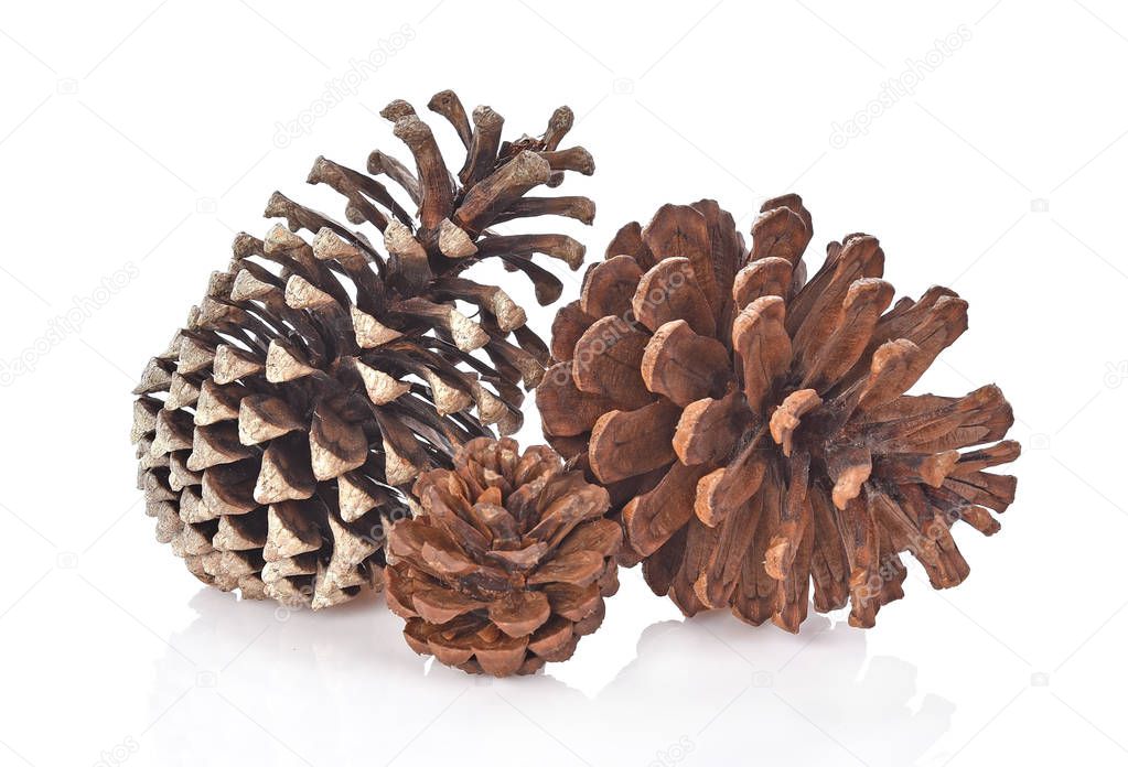 Big set of cones various coniferous trees isolated on white background