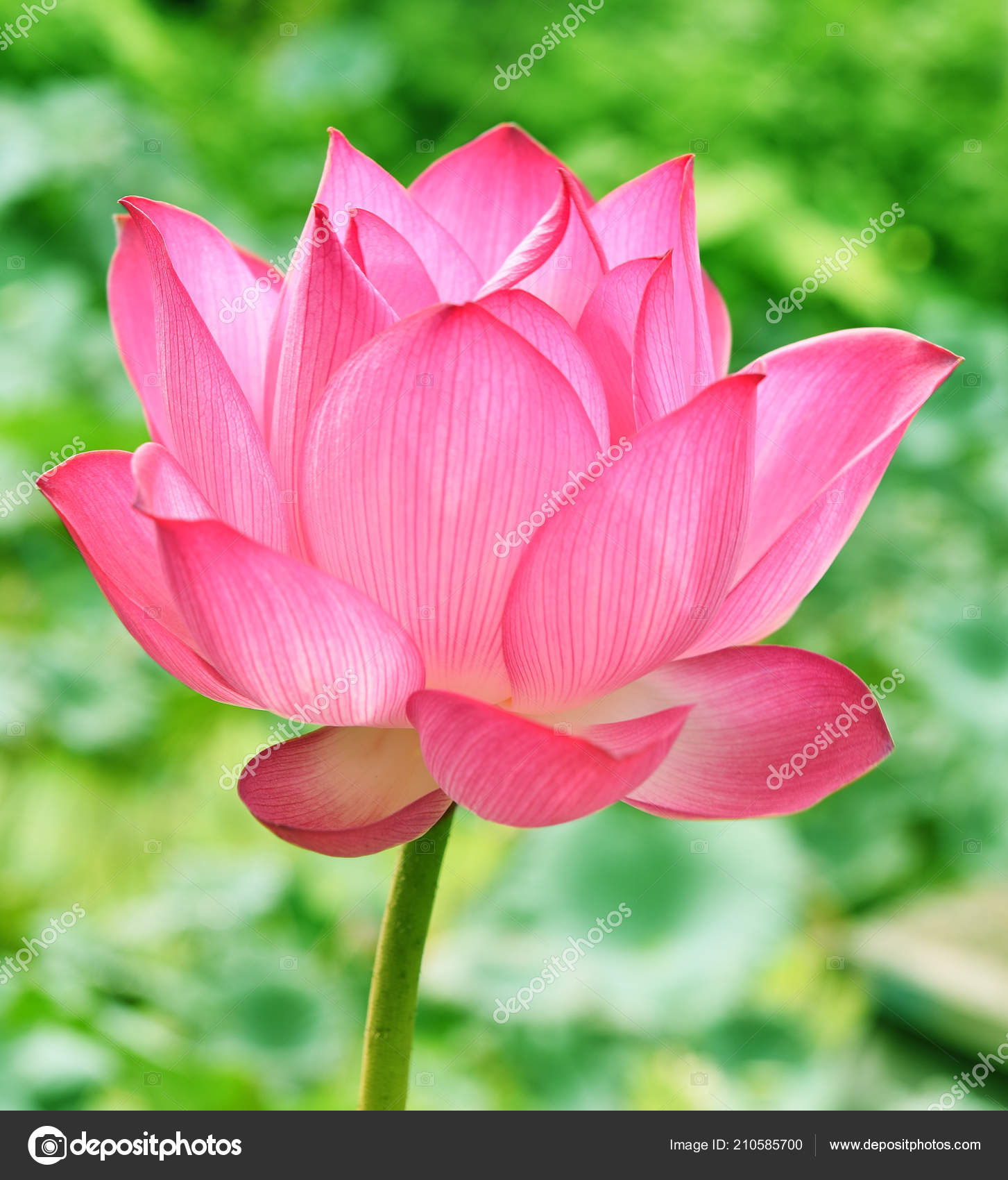 Image result for lotus flower