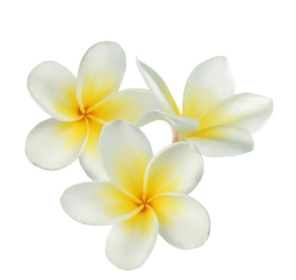 Frangipani Fleur Sur Fond Blanc — Photo