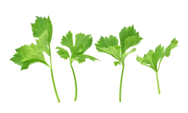 Celery Isolated White Background — Stock Photo, Image