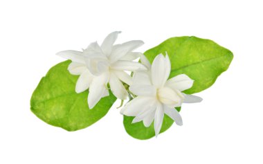 Yasemin beyaz arkaplanda izole edildi