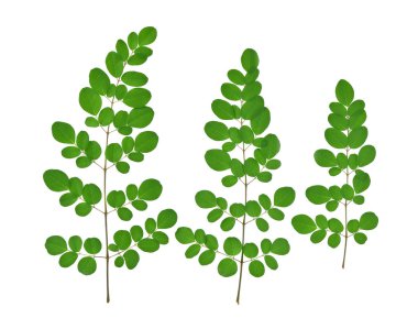 Yeşil moringa üstten görünüm bırakır, beyaz arka plan üzerinde izole tropikal otsular