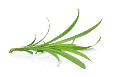 Beyaz arka plan üzerinde izole pandan yaprakları