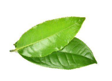 Beyaz arkaplanda yeşil çay yaprağı izole