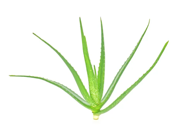 Pianta Aloe Vera Isolata Fondo Bianco — Foto Stock