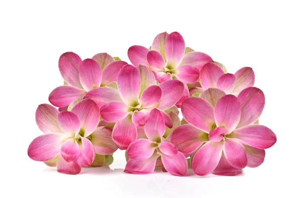Curcuma Sessilis Çiçek Izole Beyaz Arka Plan Üzerinde — Stok fotoğraf