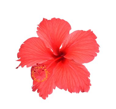 Hibiscus beyaz arkaplanda izole edildi