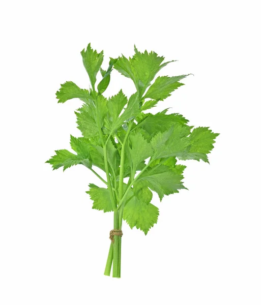 Celery Isolated White Background — Stock Photo, Image