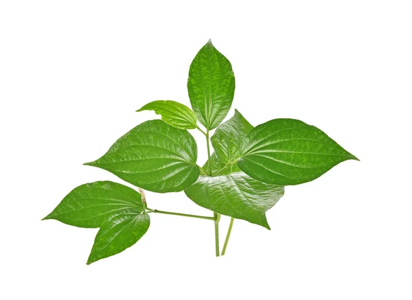 Wildbetal Leafbush Bílém Pozadí — Stock fotografie
