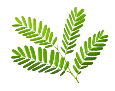 Beyaz arka plan üzerinde izole demirhindi yaprak