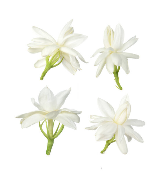 White flower, Thai jasmine flower  isolated on white background.