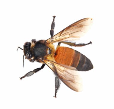 Arı beyaz arkaplanda izole edildi