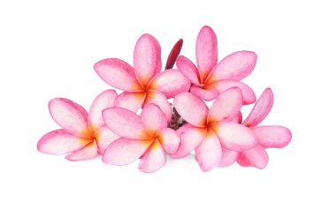 Beyaz arka plan üzerinde izole tropikal çiçek frangipani (plumeria)