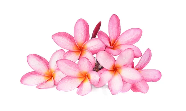 Beyaz Arka Plan Üzerinde Izole Tropikal Çiçek Frangipani Plumeria — Stok fotoğraf