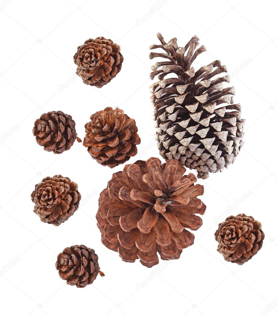 Top view of Big set cones various coniferous trees isolated on white background