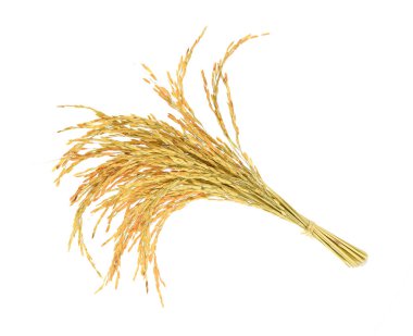 Beyaz arka planda pirinç kulağı