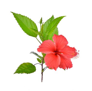 Hibiscus beyaz arkaplanda izole edildi