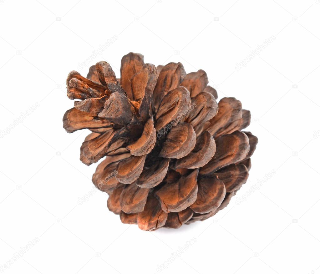  cones various coniferous trees isolated on white background