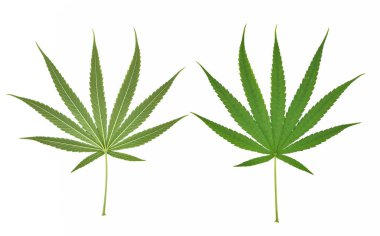 Esrar yaprak, beyaz arka plan üzerinde izole marihuana yaprağı