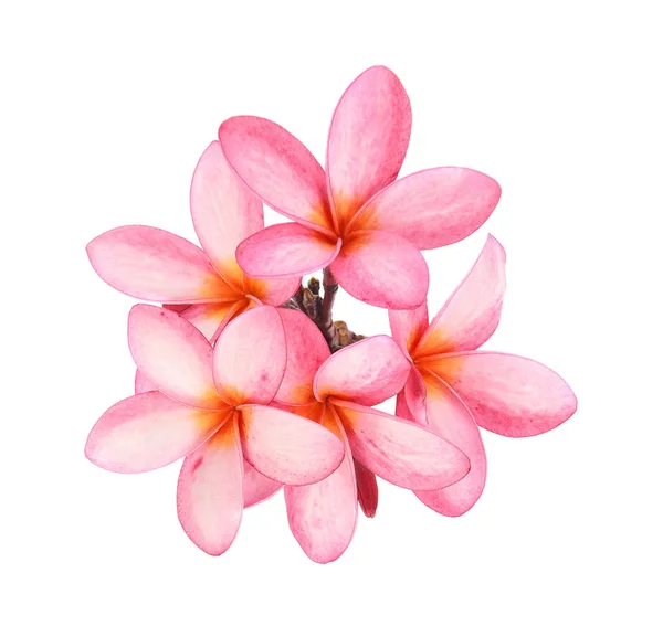 Beyaz Arka Plan Üzerinde Izole Tropikal Çiçek Frangipani Plumeria — Stok fotoğraf